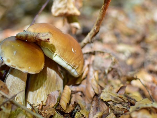 Леса области богаты грибами