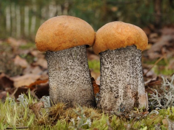 Популярные грибы в Костроме