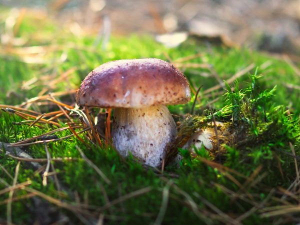 Шляпка Белого гриба может вырасти до 31 см