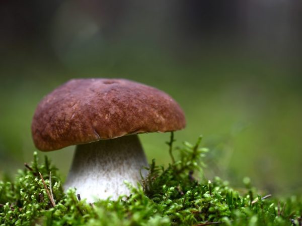 Все виды Белых грибов можно есть