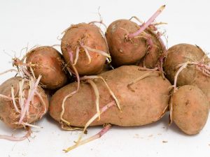 Использование проросшего картофеля