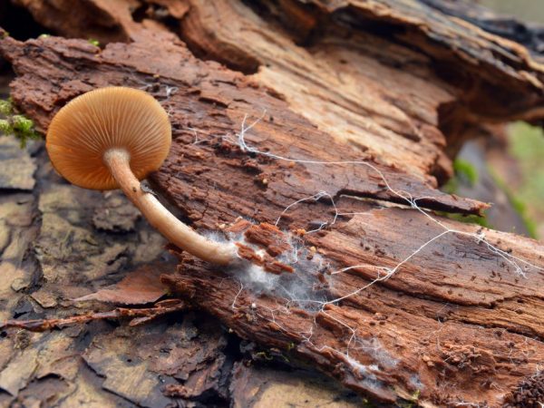 Особенности размножения грибов