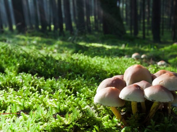 Полевые виды грибов