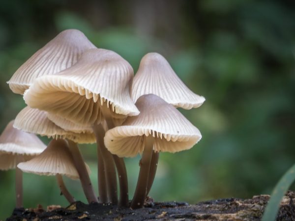 Ядовитые грибы вызывают сильнейшее отравление