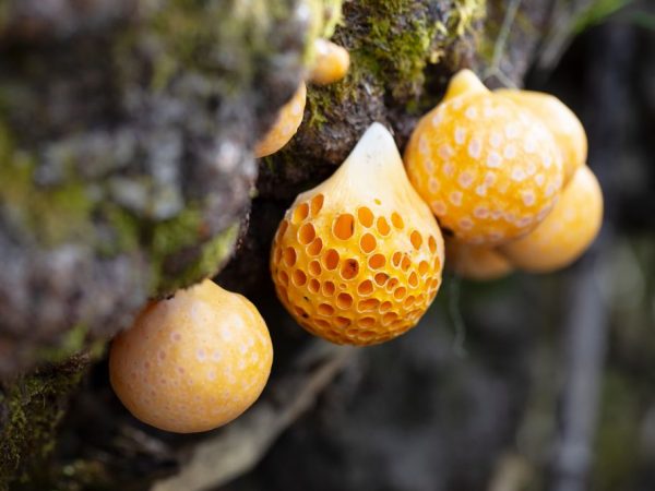 Вред грибов паразитов