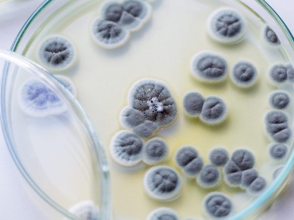 Строение и жизнедеятельность гриба пеницилла