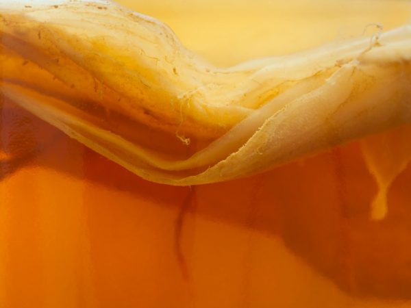 Полезные свойства и противопоказания чайного гриба