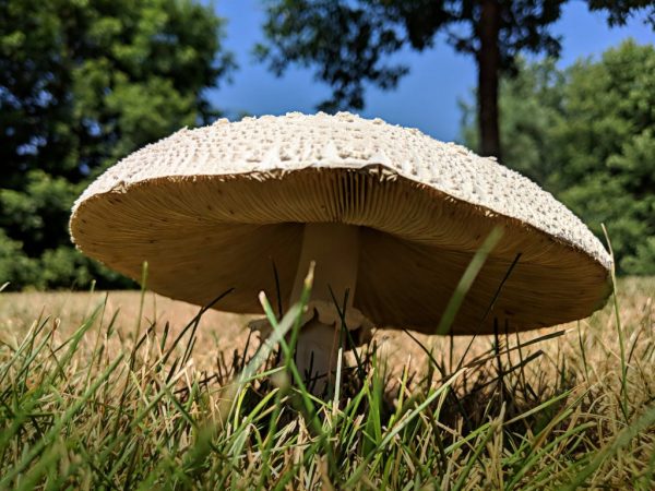 Особенности шляпочных грибов