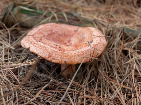 Условно - съедобные грибы необходимо вымачивать