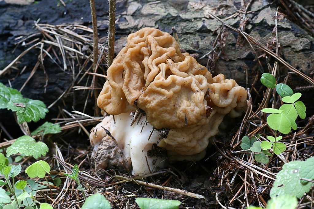 Сумчатый сморчок гриб. Сумчатые сморчки. Среда обитания грибов Сморчков. Сумчатые грибы фото. Телеоморфы грибы.