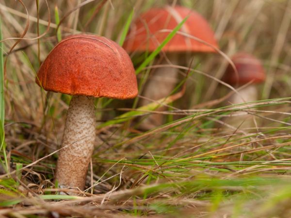 Для грибов важна влажность