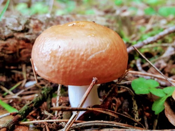 На рост грибов влияет влажность