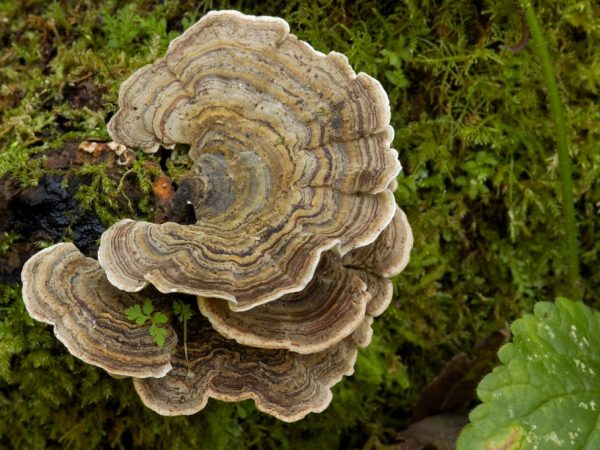 Какие грибы растут на пнях — Ягоды грибы