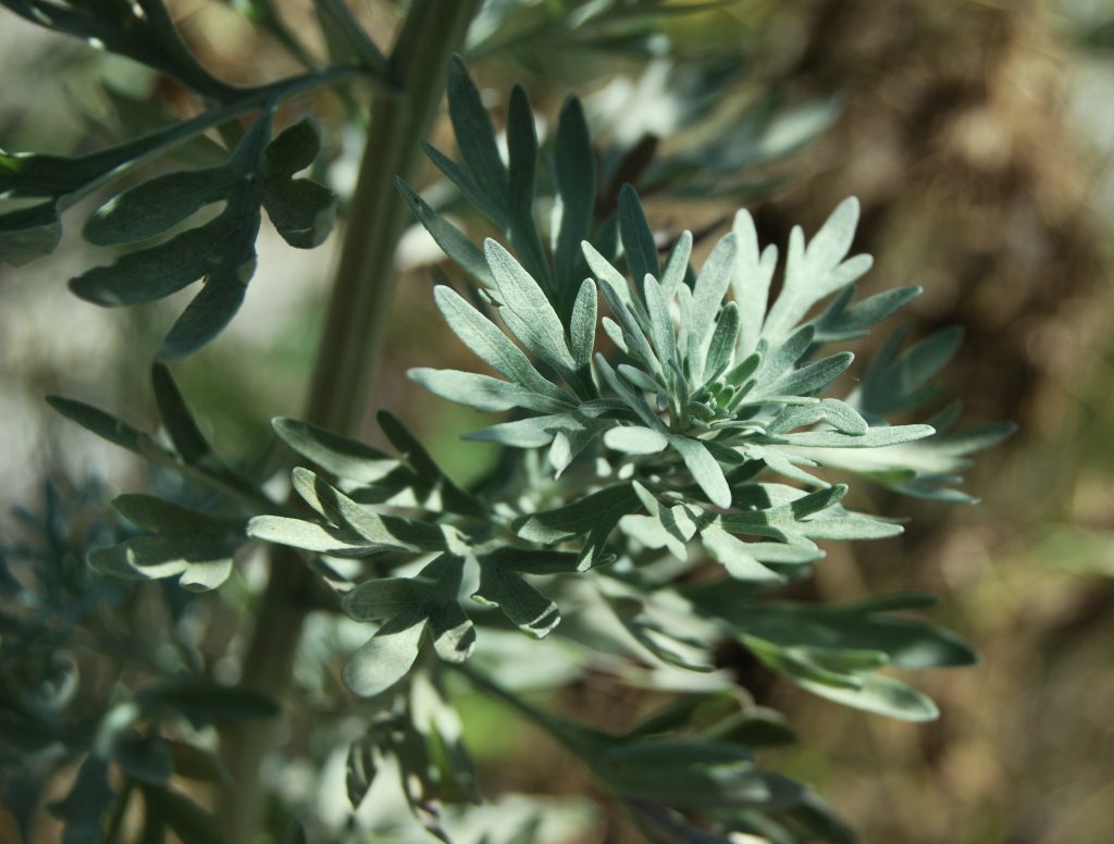 Полынь обыкновенная. Полынь обыкновенная (Artemisia vulgaris). Полынь чернобыльник. Полынь чернобыльник Artemisia vulgaris. Полынь обыкновенная или чернобыльник фото.