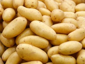 Применение протравителя для картофеля