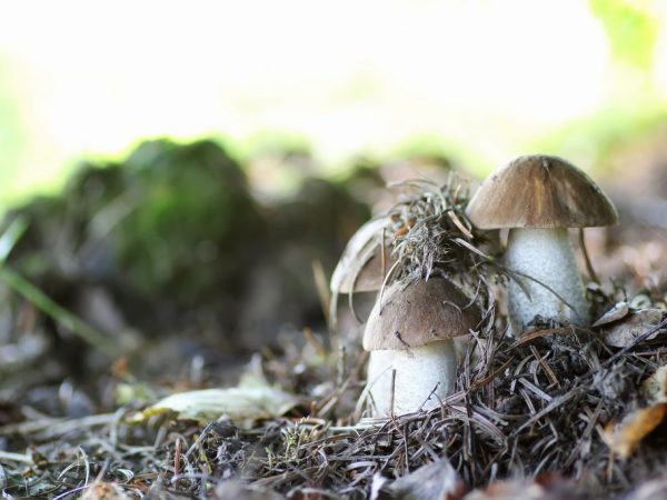 Характеристика грибов Средней полосы России
