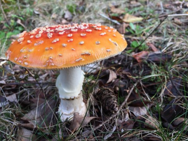 Ядовитые грибы смертельно опасны