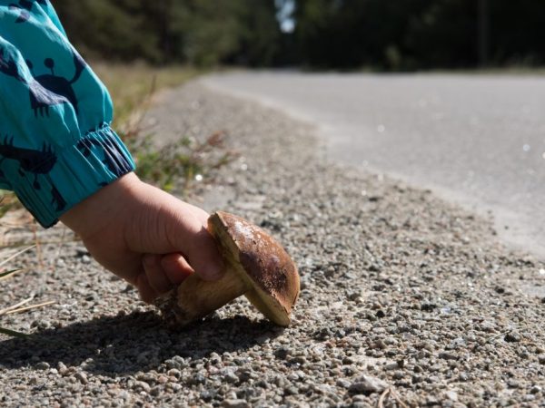 Почему нельзя собирать грибы возле дороги