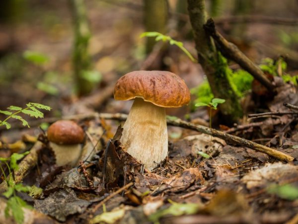 Значение грибов в природе
