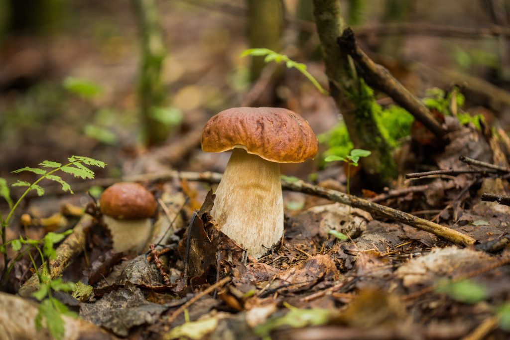 Доклад: Лечебные грибы