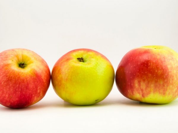 Выращивание яблони Апорт