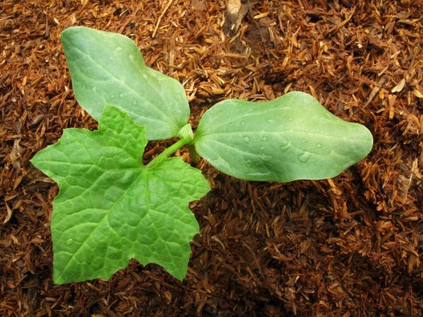 Молодые растение подкармливают азотными удобрениями