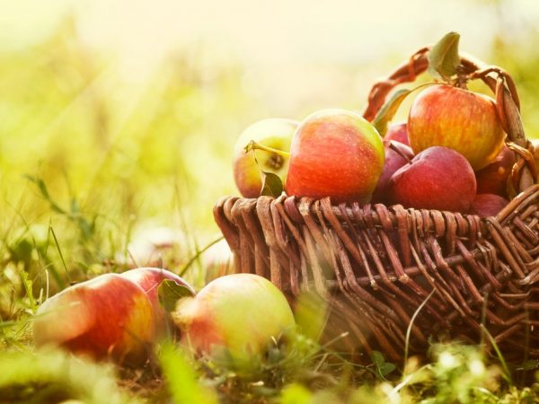 Особенности культивирование яблони Горнист