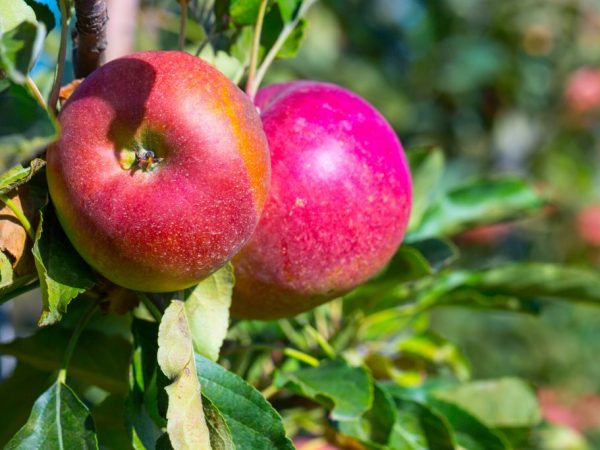 Характеристика сорта яблони Имант