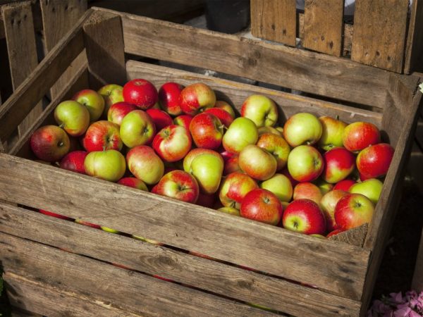 Особенности хранения яблок зимой