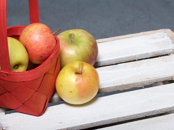 Сортовые особенности яблони Коробовка