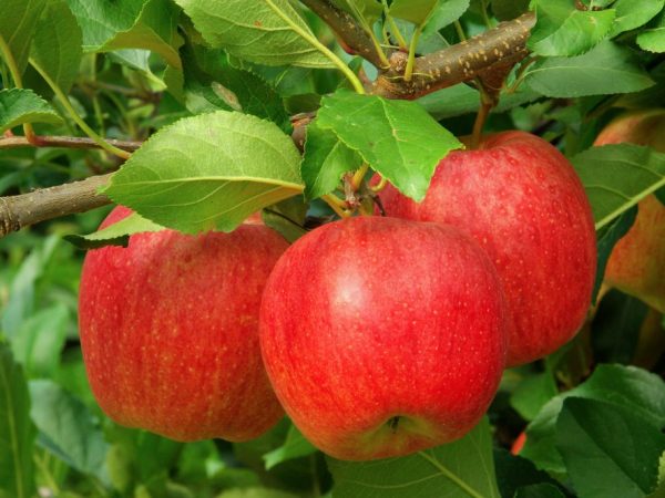 Характеристика яблони сорта Лигол