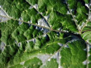 Причины белых пятен на листьях кабачков