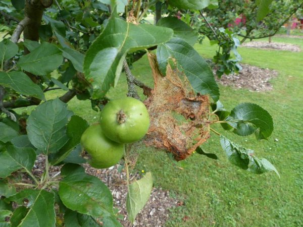 Паутина на яблоне и методы борьбы с ней