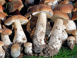 Особенности грибов-симбионтов