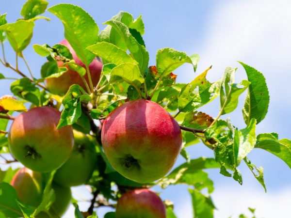 Гусеницы могут нанести яблоне вред