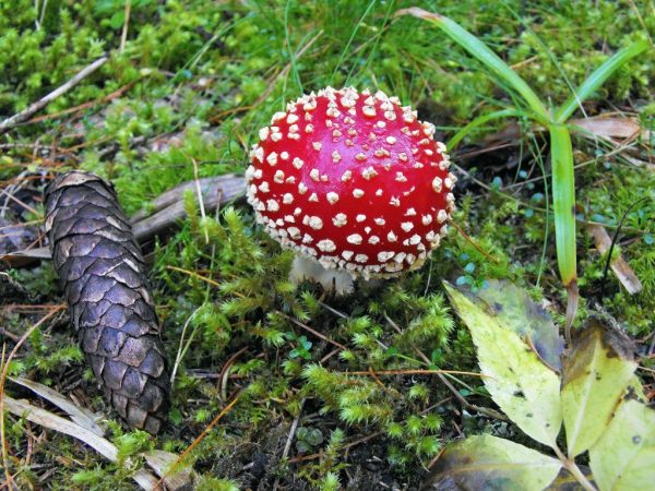 В лесах много ядовитых грибов