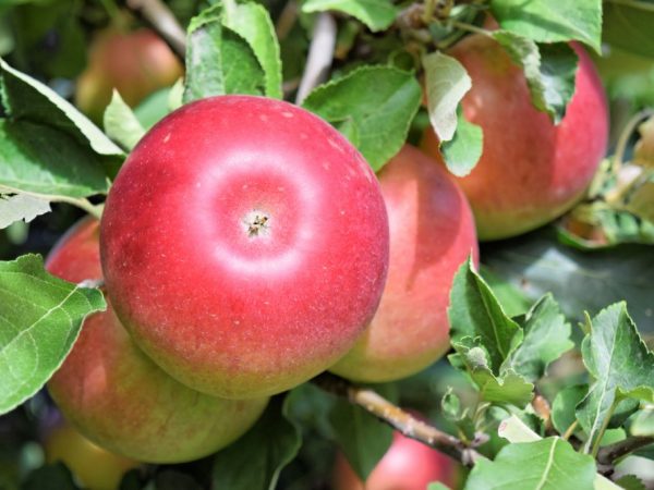 Выращивание яблони Анис