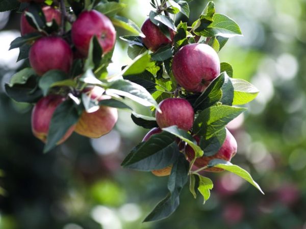 Особенности выращивания яблони Антей