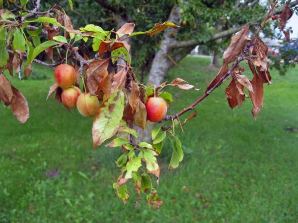 Лечение бактериального ожога яблони