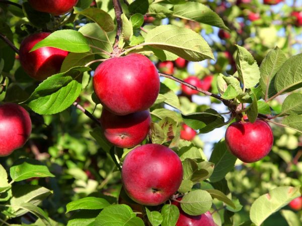 Выращивание яблони Белорусское сладкое