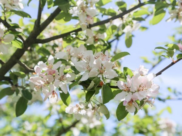 Обработка поможет защитить яблоню от вредителей