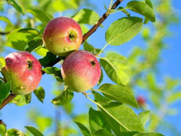 Выращивание яблони Елена