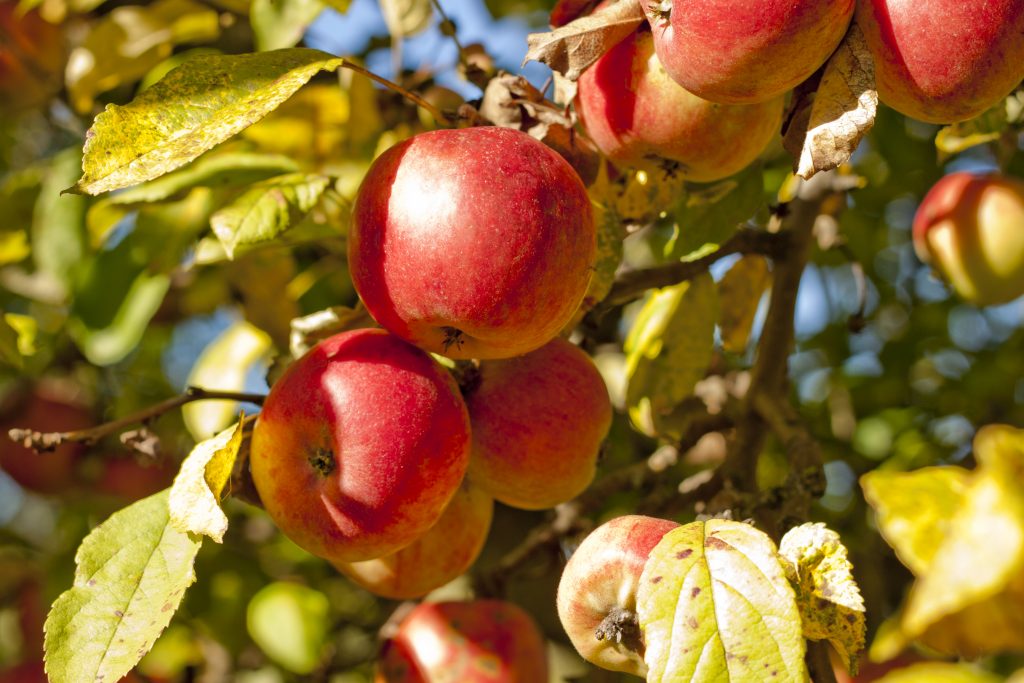 Сорт яблок Гала характеристика плюсы и минусы