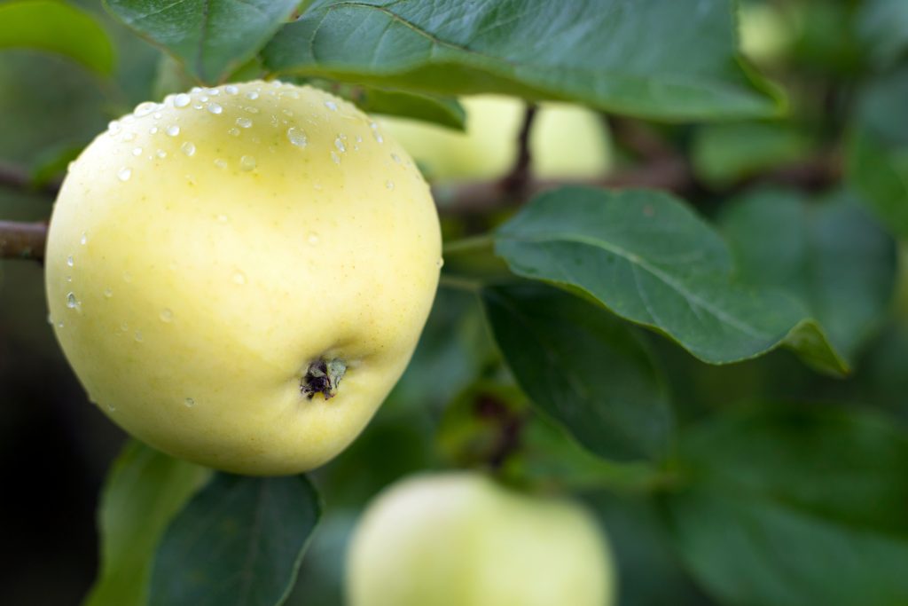 Описание и характеристики сорта яблони Хани Крисп, особенности выращивания и происхождение. Яблоня Хани Крисп — описание сорта