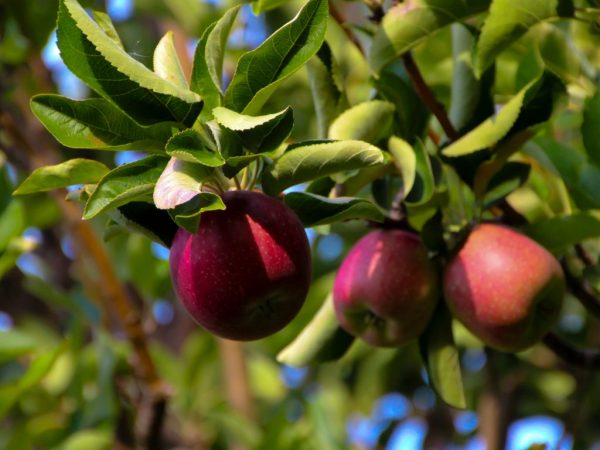 Сортовая характеристика яблони Китайка Керр