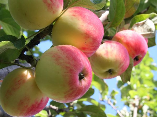 Сортовая характеристика яблони Мантет