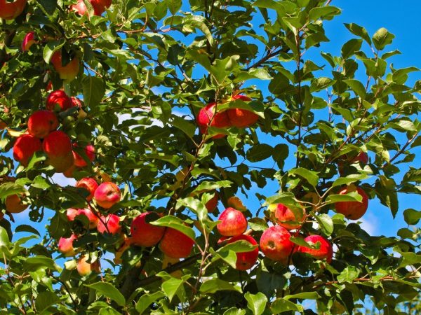 Сортовая характеристика яблони Орлик