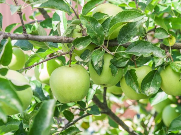 Выращивание яблони Орловский Синап
