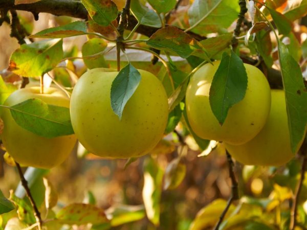 Характеристика яблони Папироянтарное