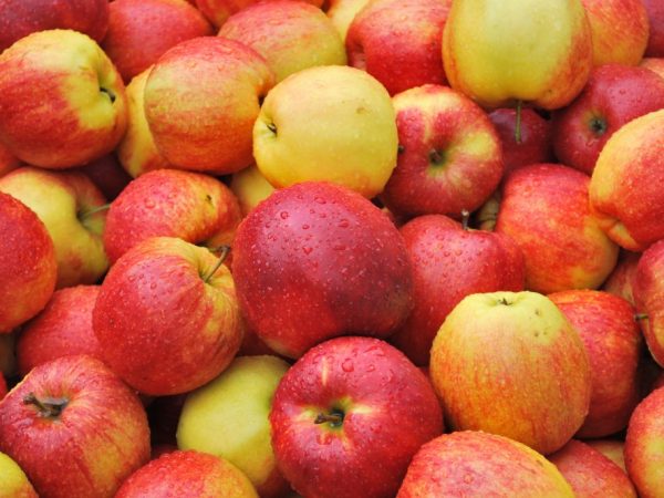 Яблоня приносит много плодов